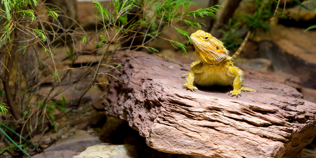 bearded dragon eating mouse