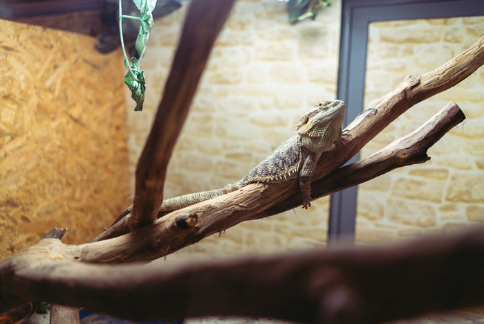 What Can Bearded Dragons Eat — A List