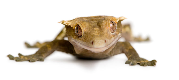How to Care for Your Crested Gecko