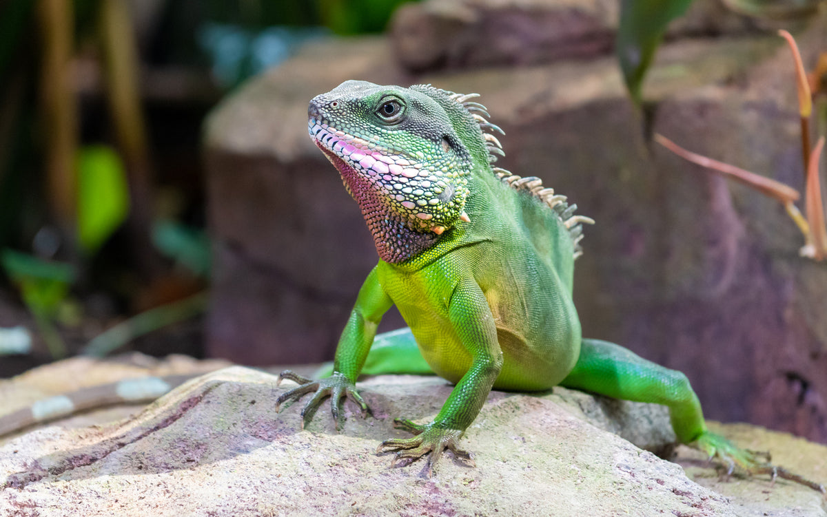 Picky Chinese Water Dragon? Here’s What Might Be Going On | Reptile Supply