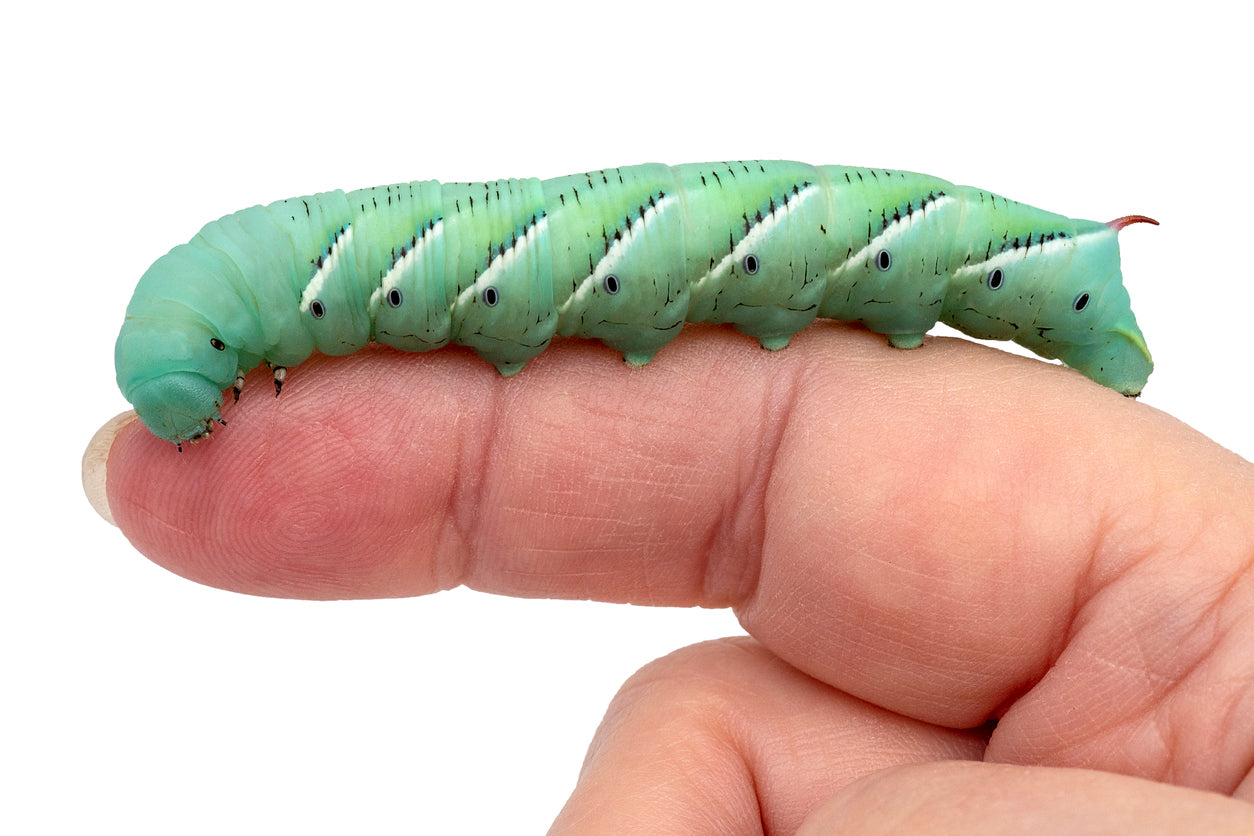 Frequently Asked Questions - FAQ Hornworms