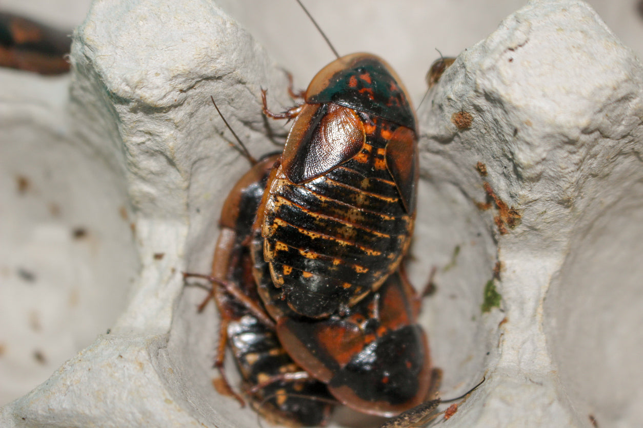 How to Care for Your Dubia Roaches