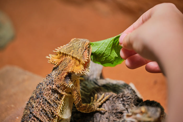 When Can a Bearded Dragon Eat Vegetables?