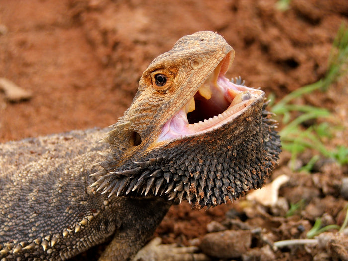 What Does A Bearded Dragon's Behavior Mean?