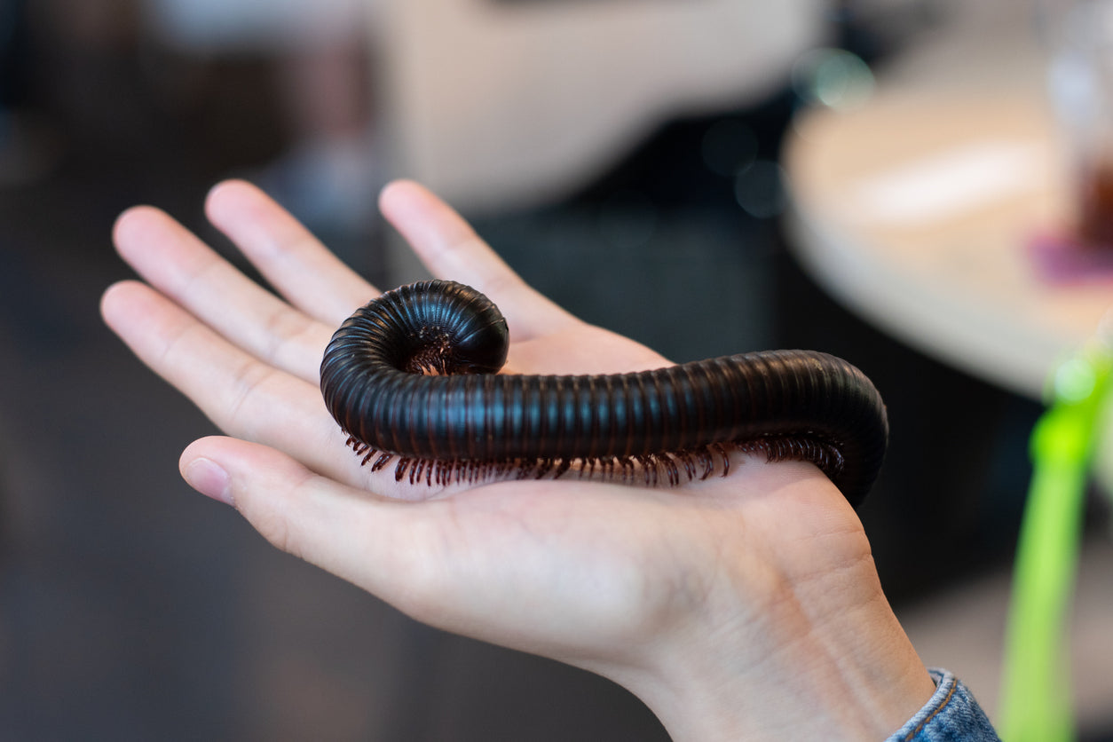 How to Care for Your African Giant Millipede