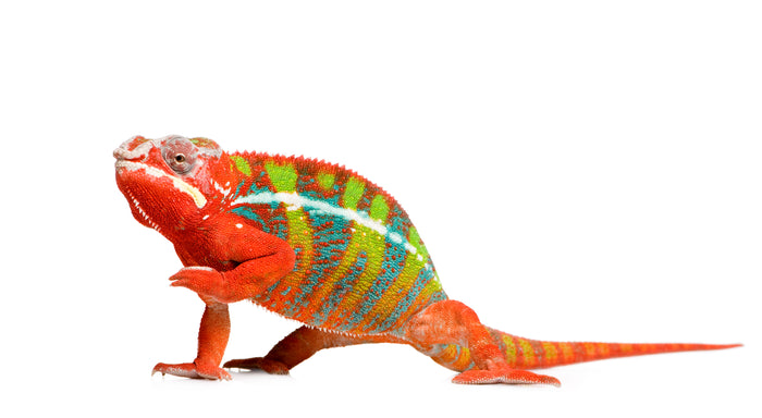 red panther chameleon