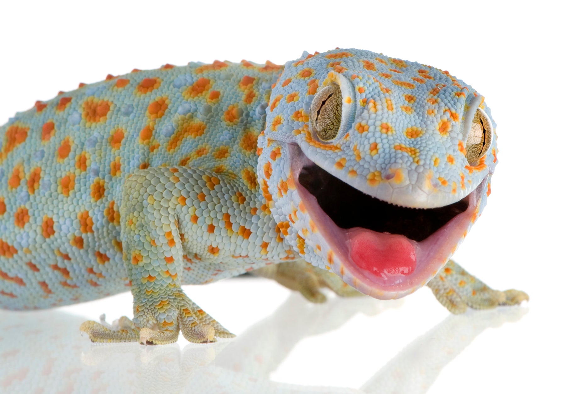 How to Care for Your Tokay Gecko