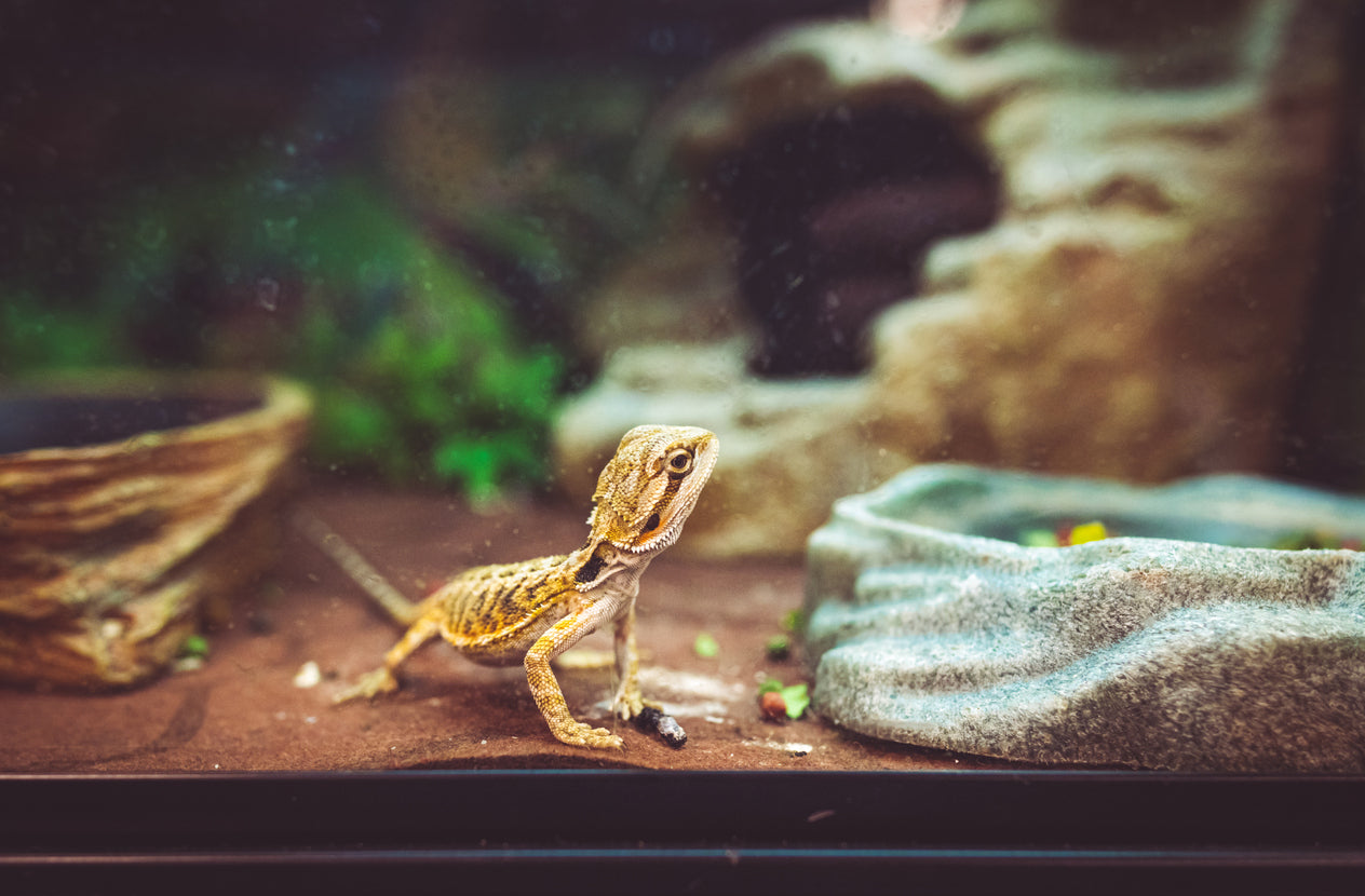 What is the Best Food to Feed a Bearded Dragon?