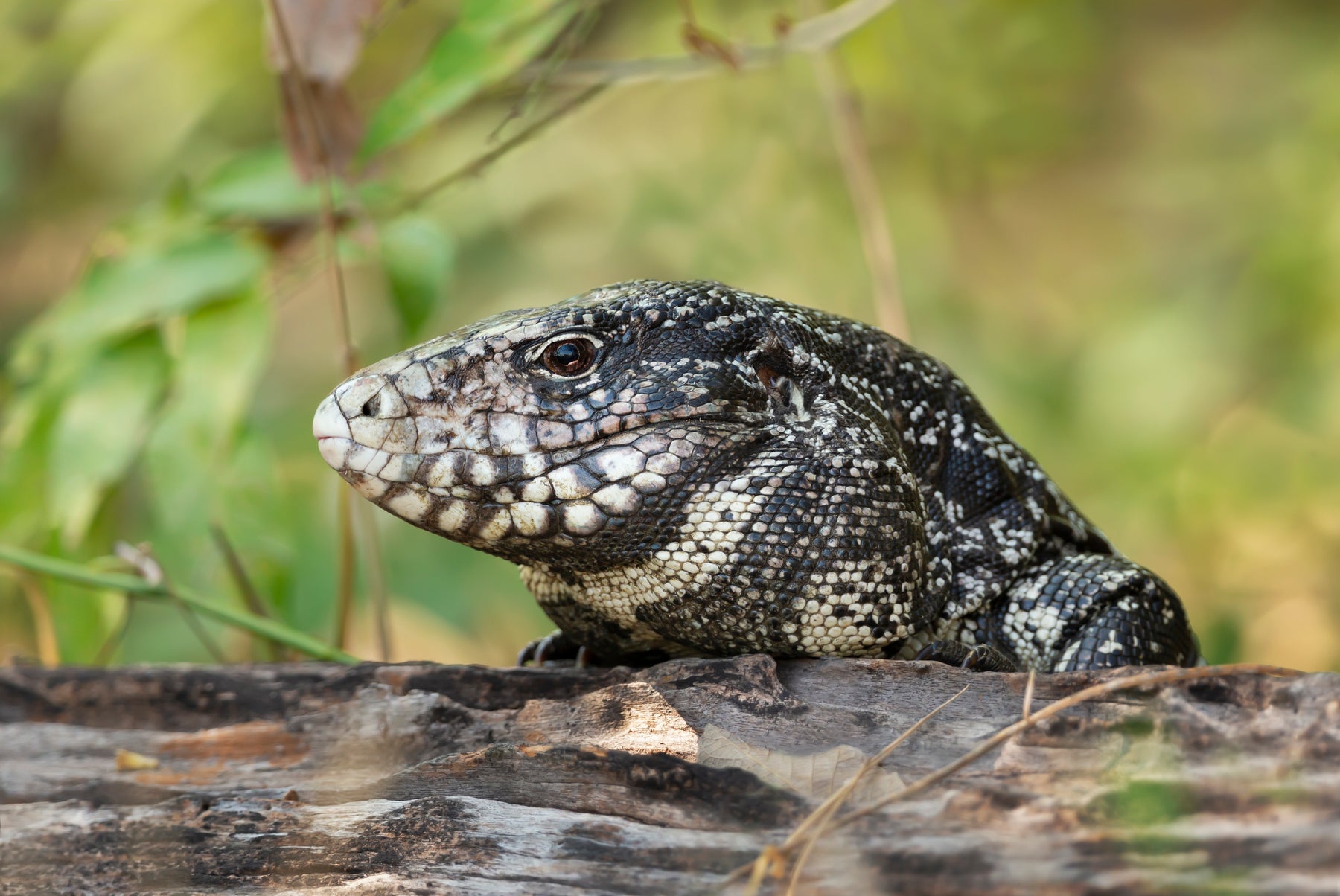 How to Care for Your Argentine Tegu