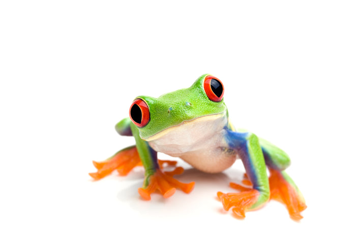 What Do Red Eyed & White Eyed Tree Frogs Eat?