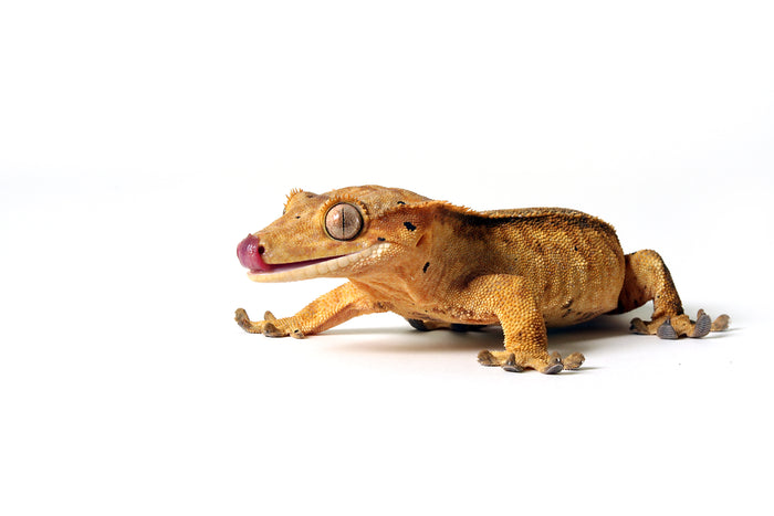 What Can Crested Geckos Eat?