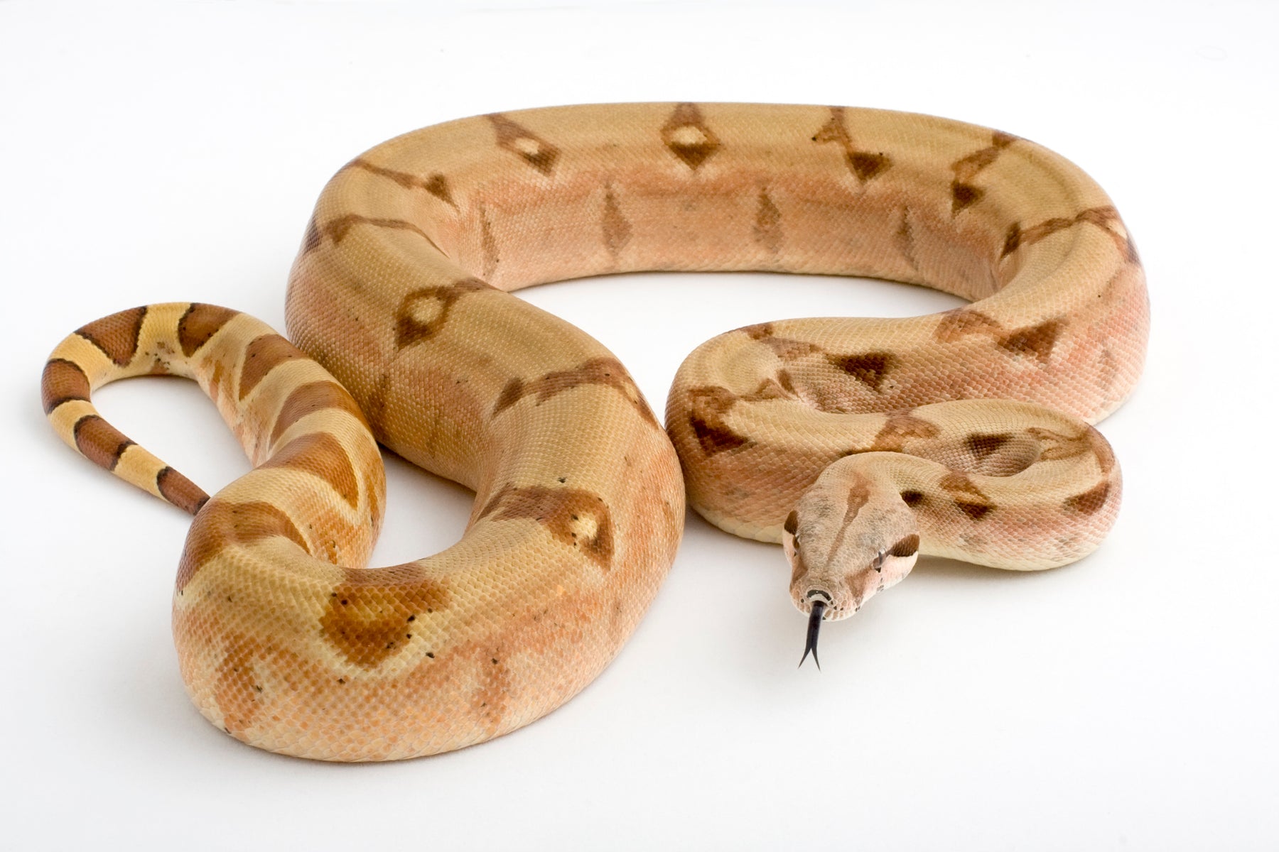 How to Care for Your Boa Constrictor