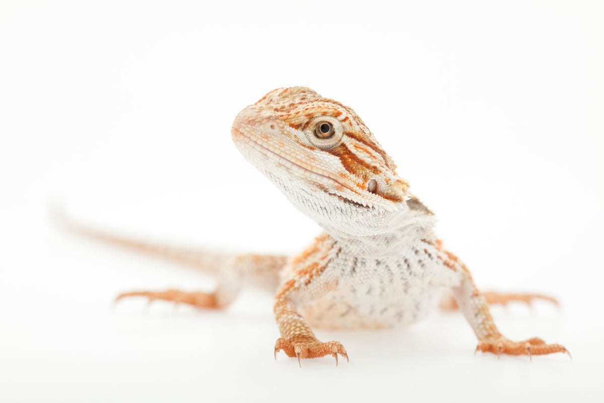 Bearded Dragon Lighting: Guide for Beginners (15+ Pictures)