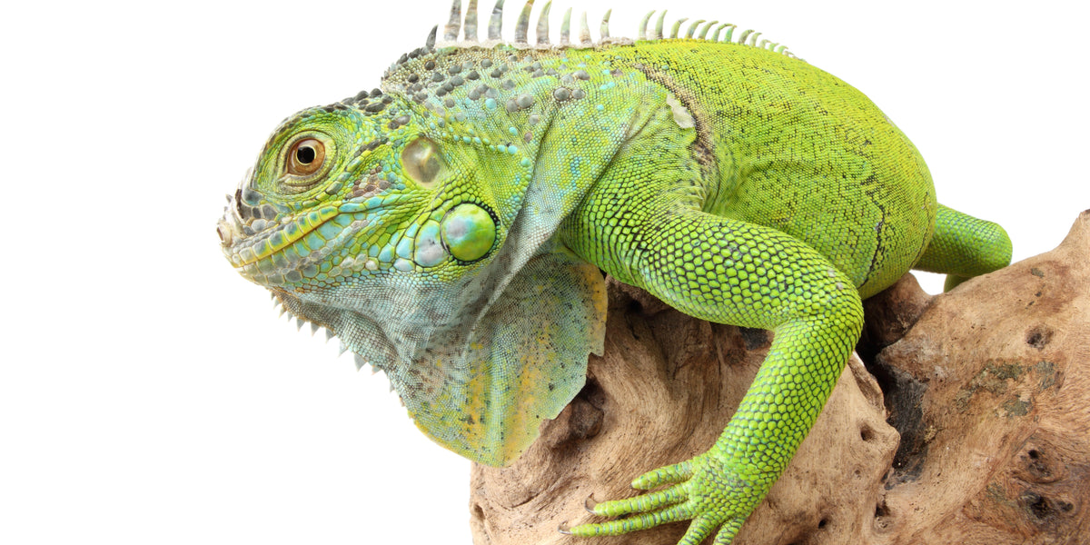 How to Care for Your Green Iguana Reptile Supply