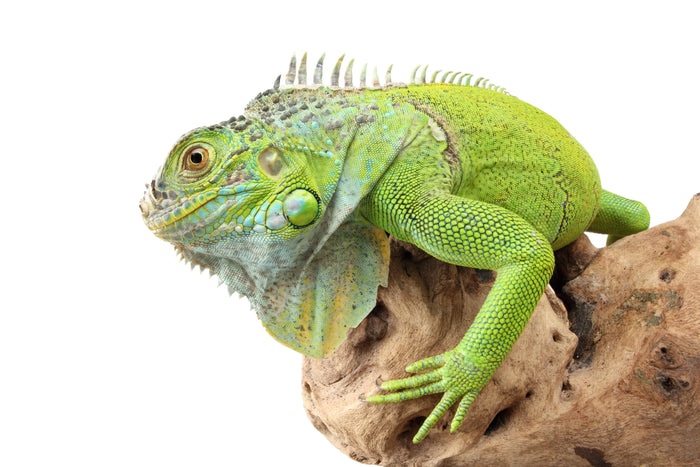 How to Care for Your Green Iguana