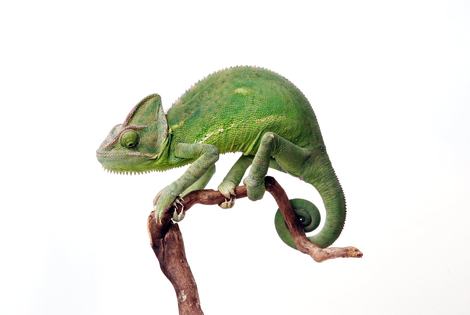 What Can My Veiled Chameleon Eat?