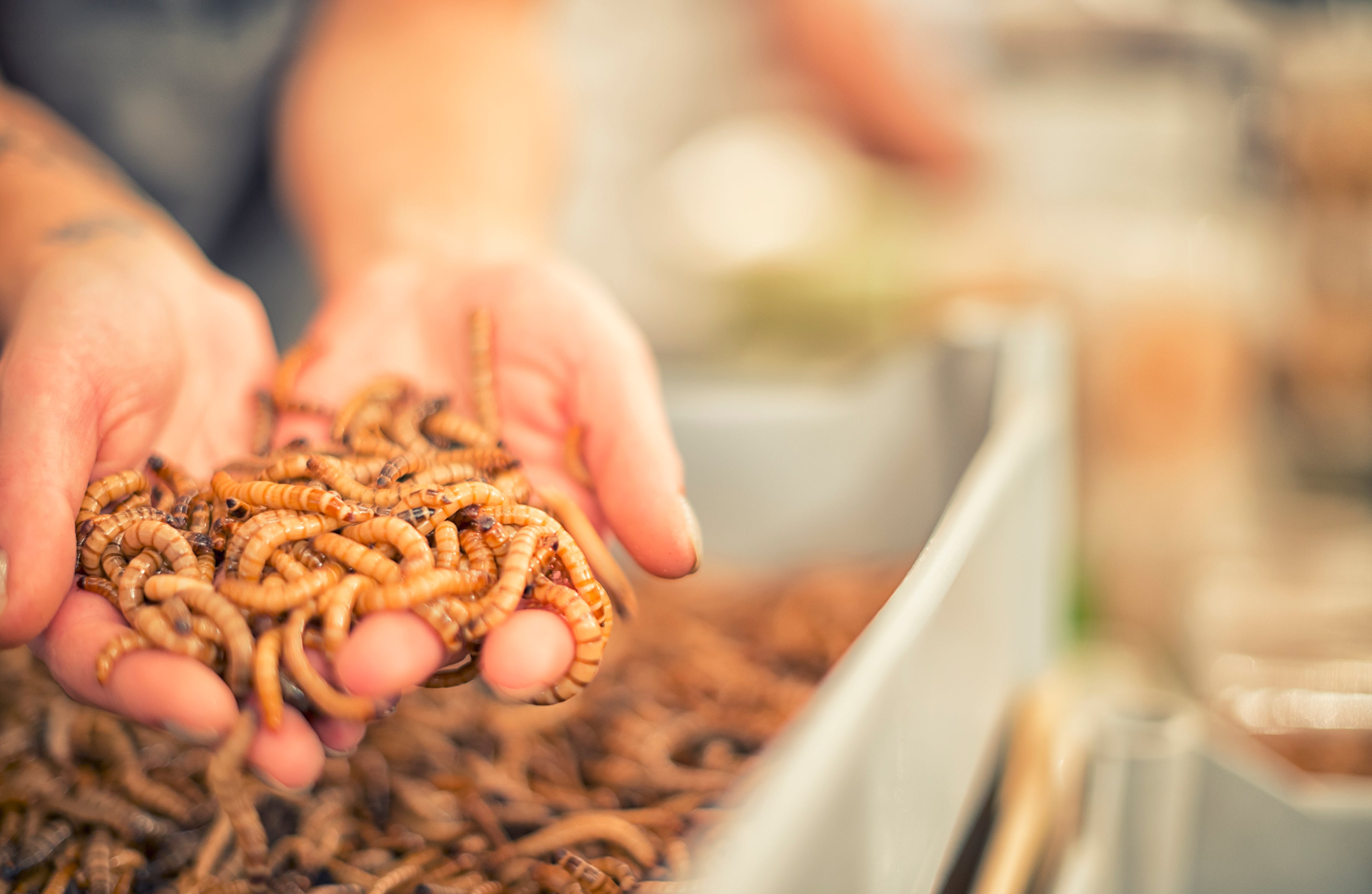 How To Care For Your Superworms Reptile Supply how-to-care-for-your-superworms-reptile-supply
