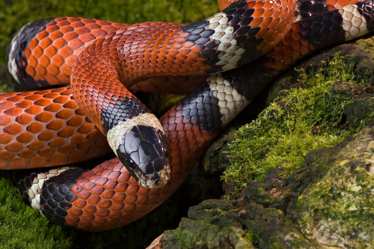 How to Care for Your Kingsnake Reptile Supply