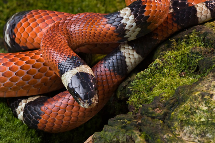 How to Care for Your Milksnake