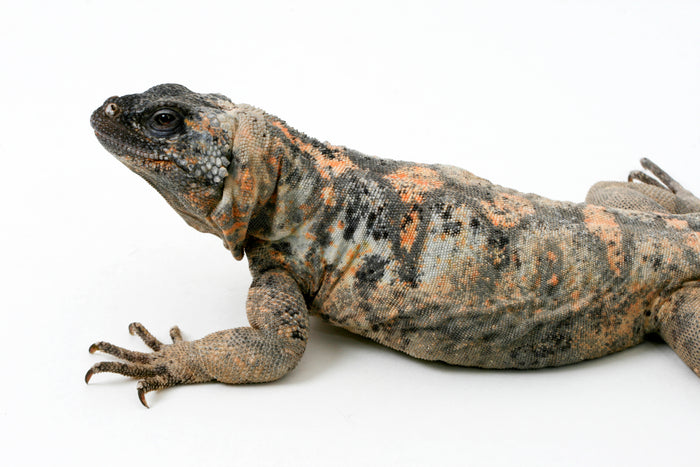 How to Care for Your Chuckwalla