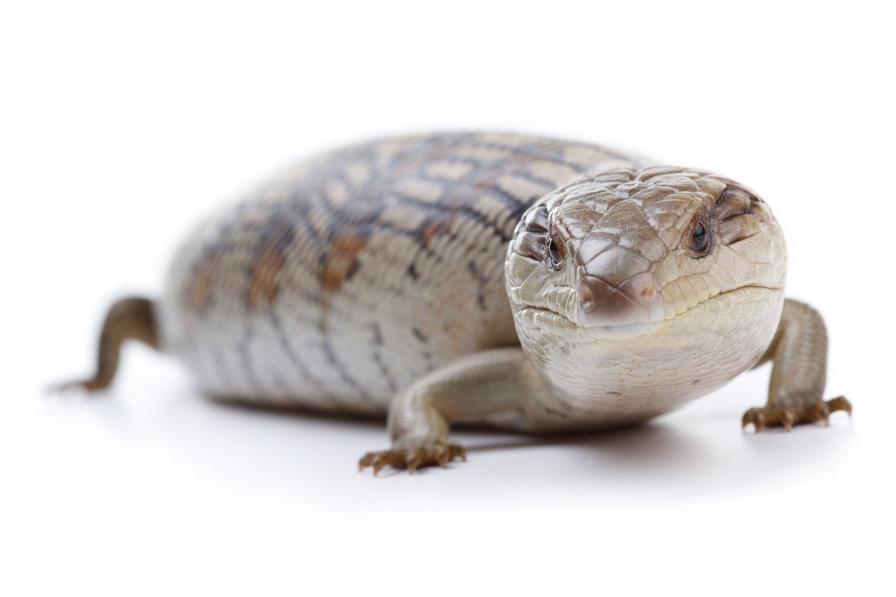 How to Care for Your Blue Tongue Skink