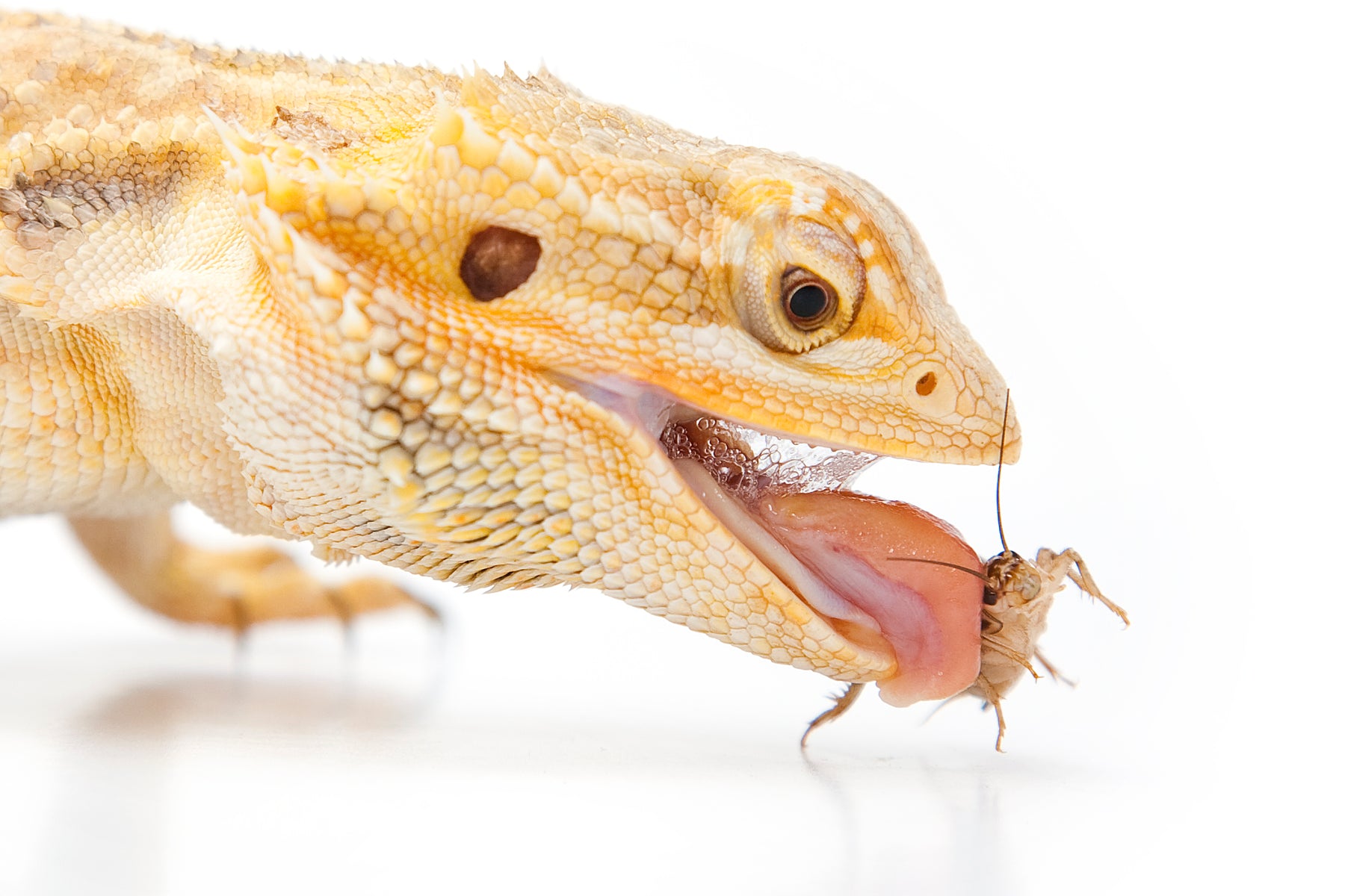 Can Bearded Dragons Eat Meat?