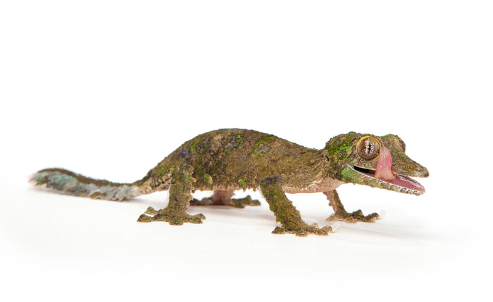 How to Care for Your Leaf-Tailed Gecko