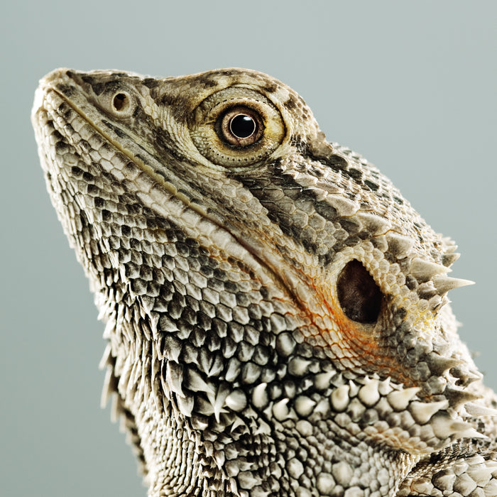 Can Bearded Dragons See Well?