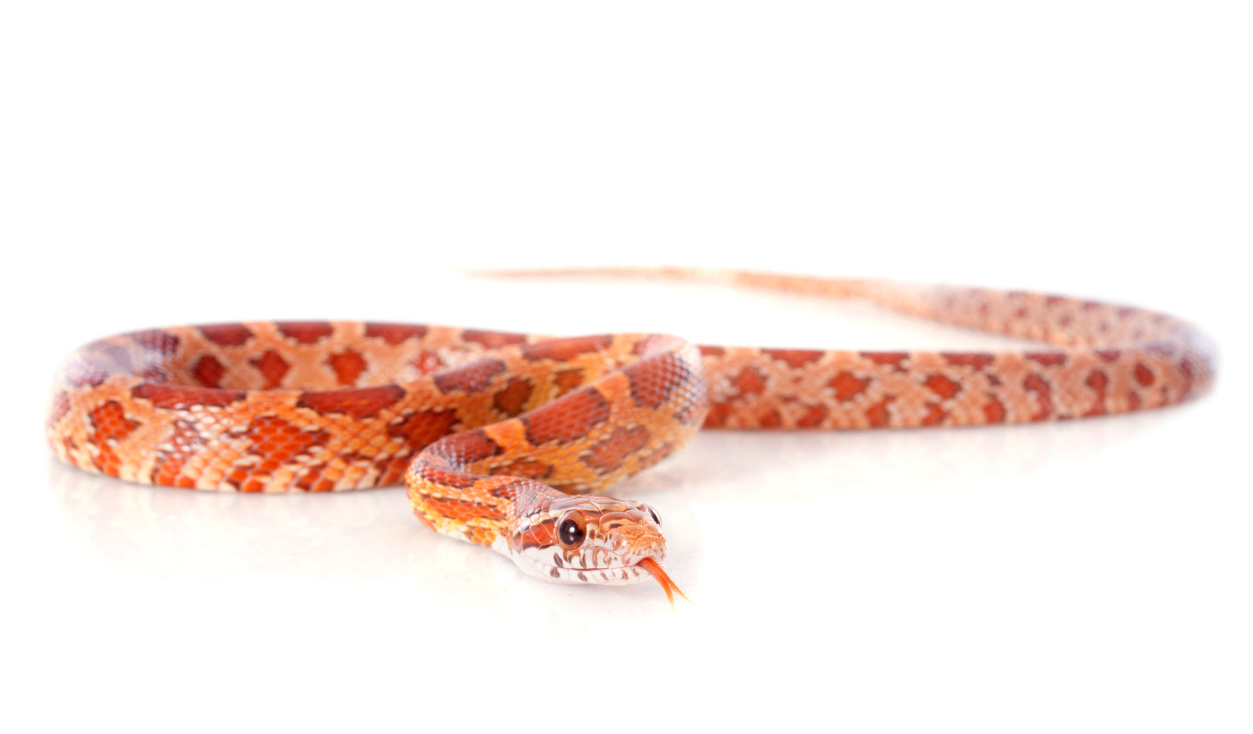 How to Care for Your Corn Snake