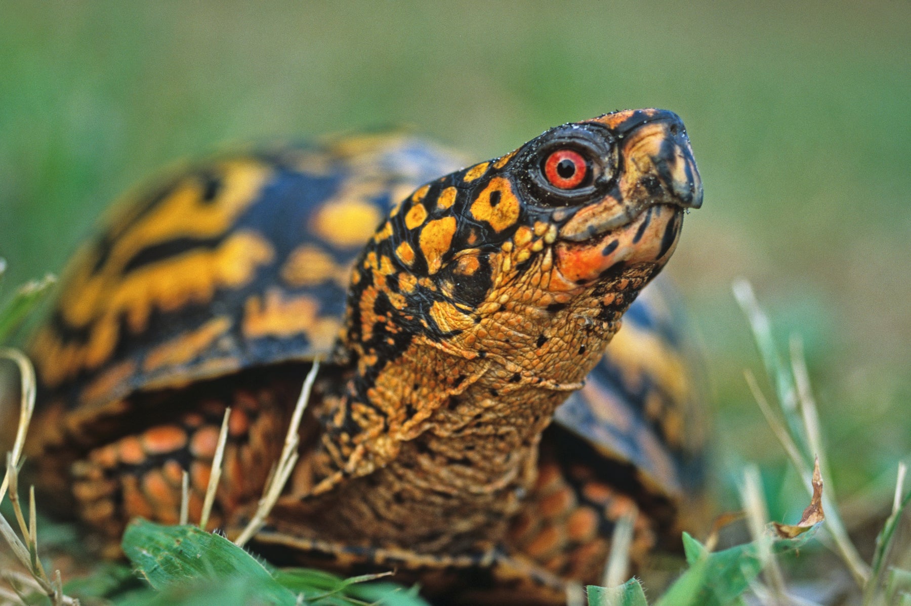 How to Care for Your Eastern Box Turtle