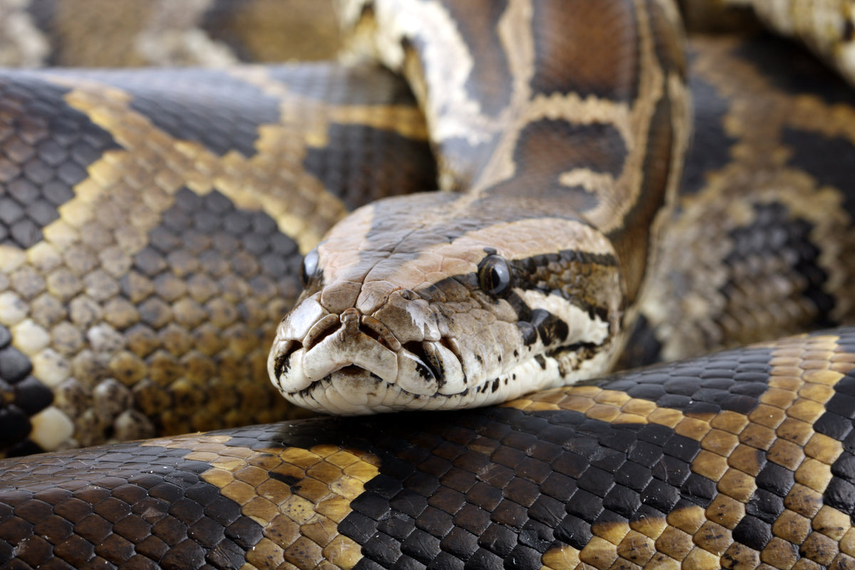 How to Care for Your Burmese Python | Reptile Supply