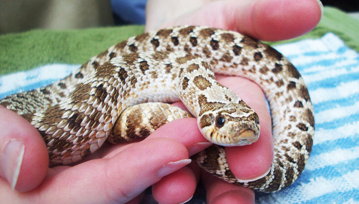 How to Care for Your Hognose Snake