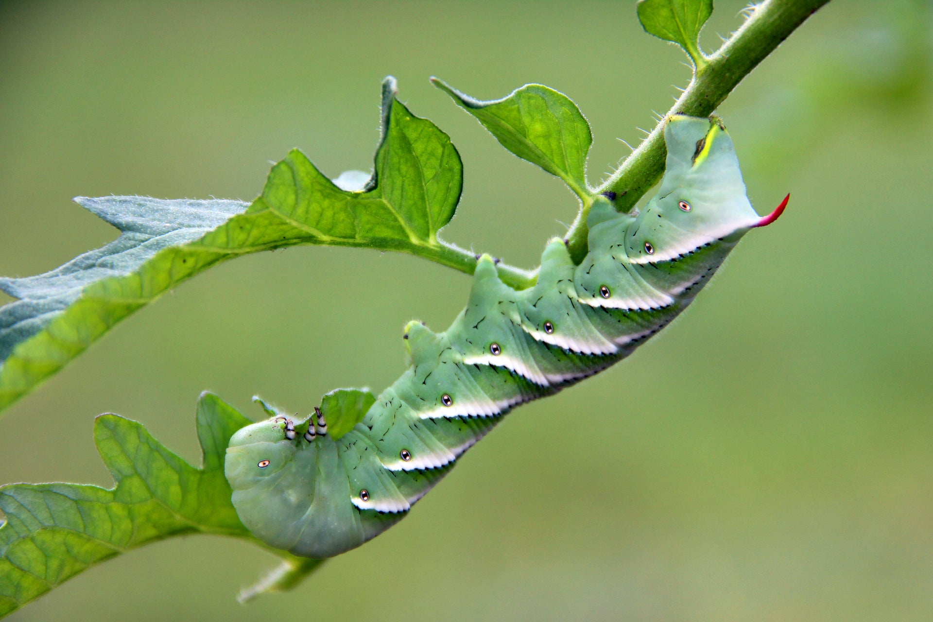 what does a tobacco hornworm turn into How to Care for Your Hornworms