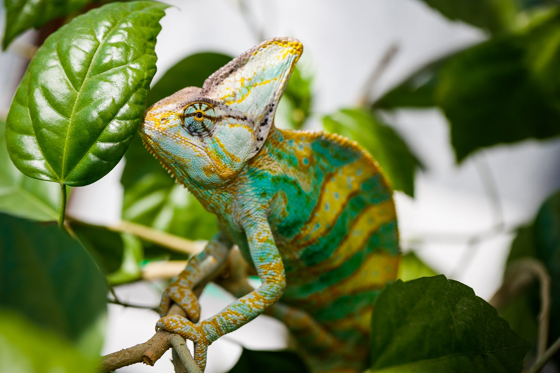 How to Care for Your Veiled Chameleon