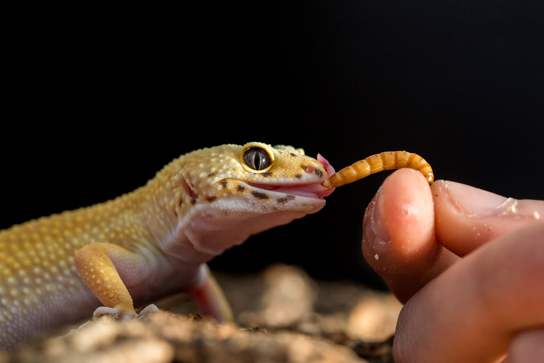 Leopard Gecko Diet (The Best Insects For Your Leopard Gecko)