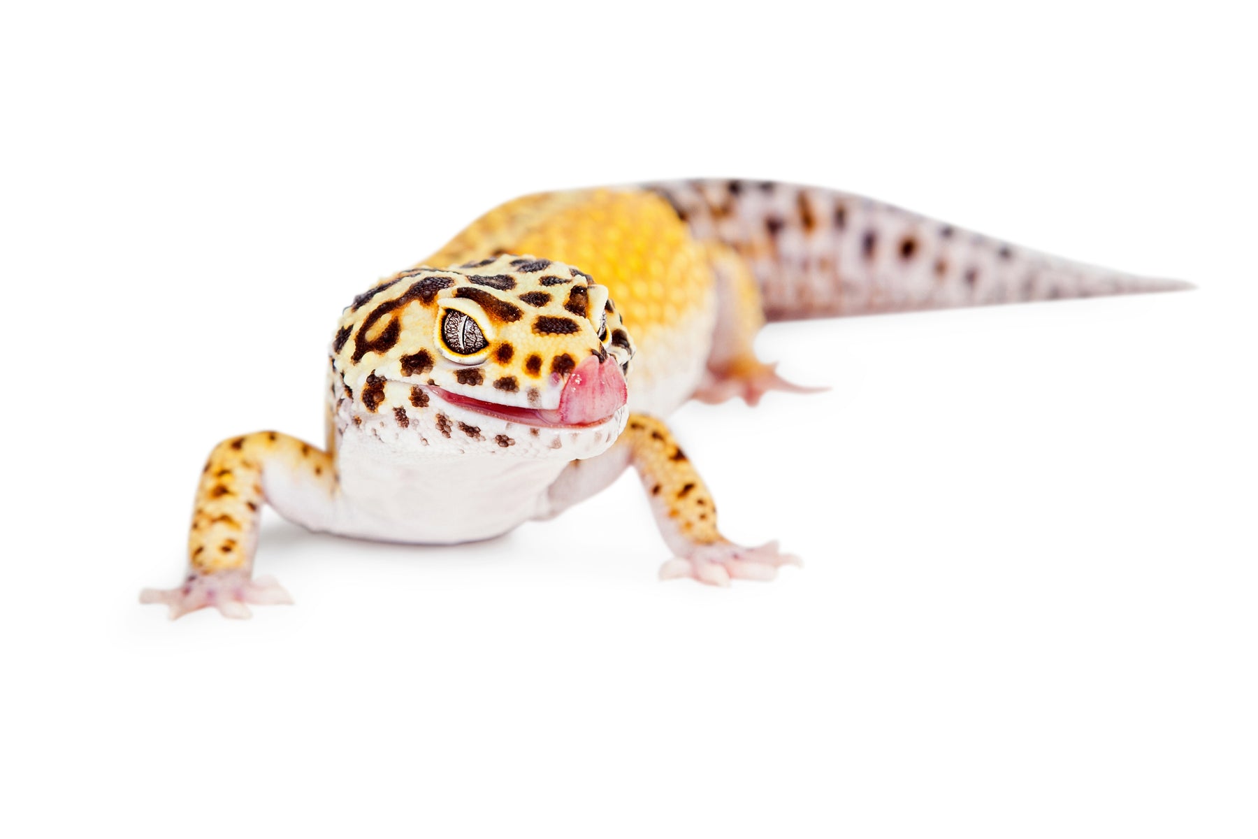 How Long Can Leopard Geckos Go Without Water?