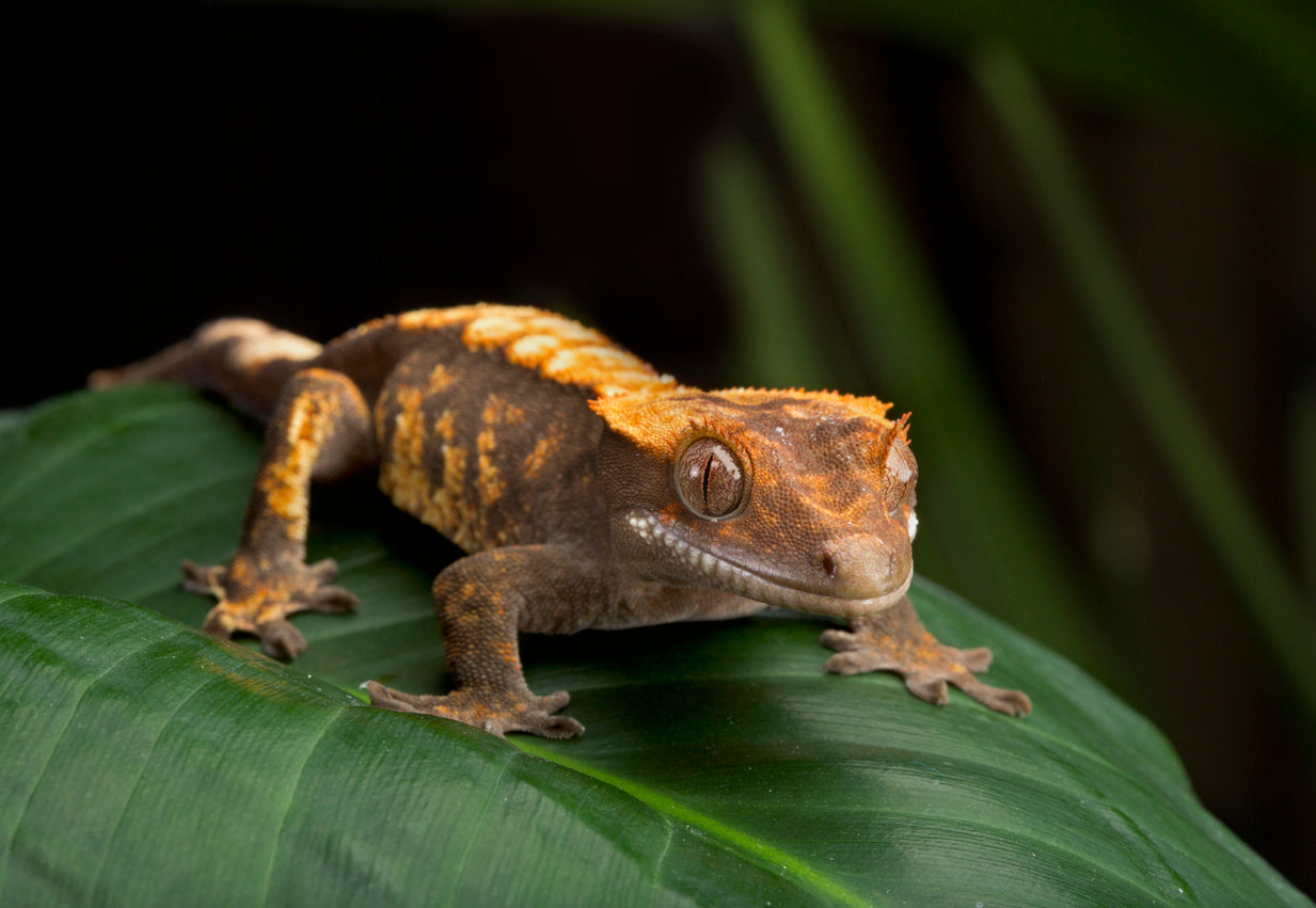 Why Does My Crested Gecko Make Noises?