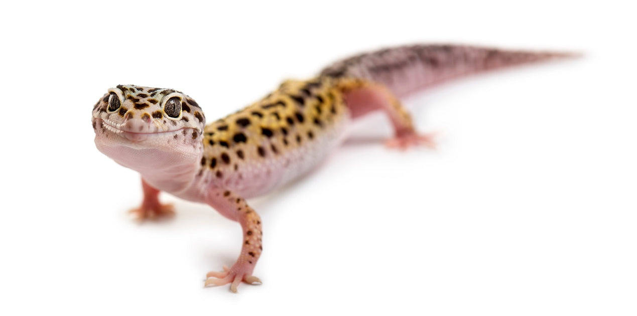 How Long Can Leopard Geckos Go without Food? | Reptile Supply