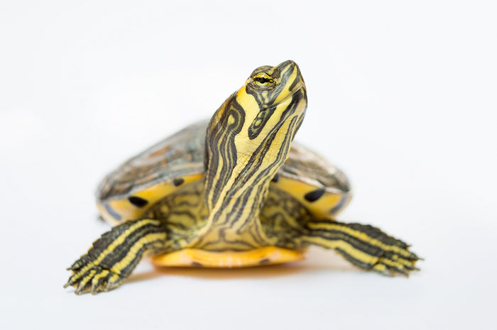 How to Care for Your Yellow-Bellied Slider