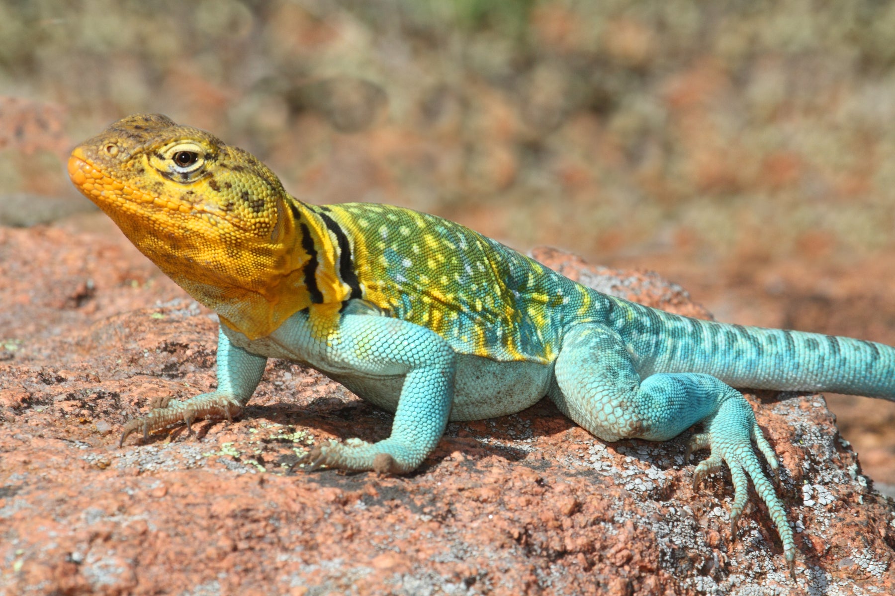How to Care for Your Collared Lizard