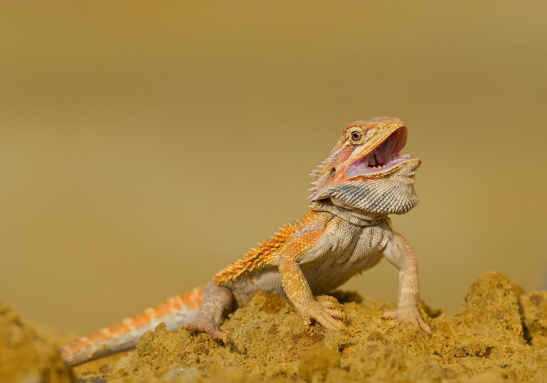 Can Bearded Dragon Eat Raw Meat?