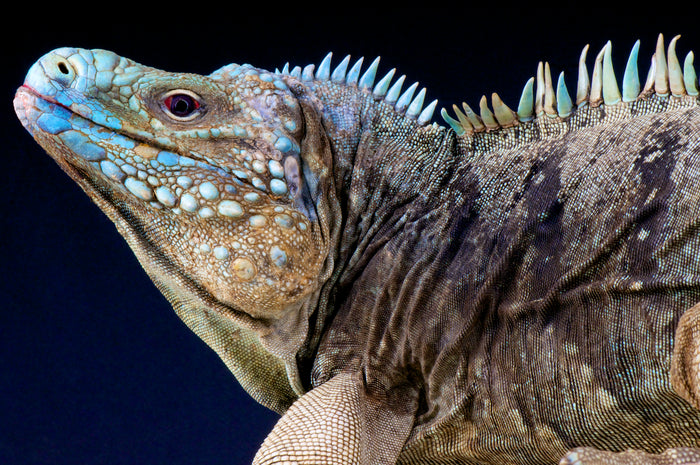 How to Care for Your Spiny-Tailed Iguana