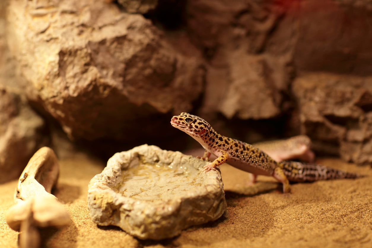 What is the Best Food to Feed Leopard Geckos?