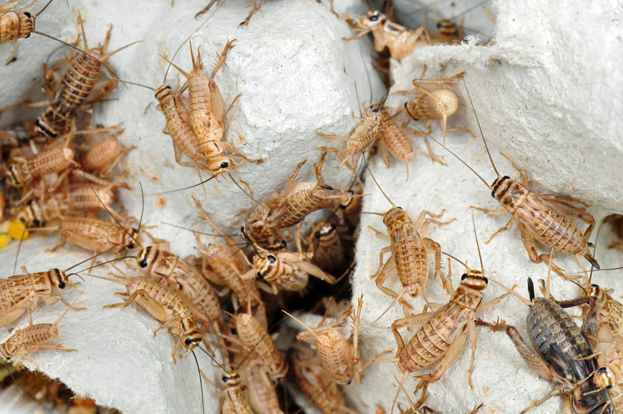 How to Care for Your Crickets