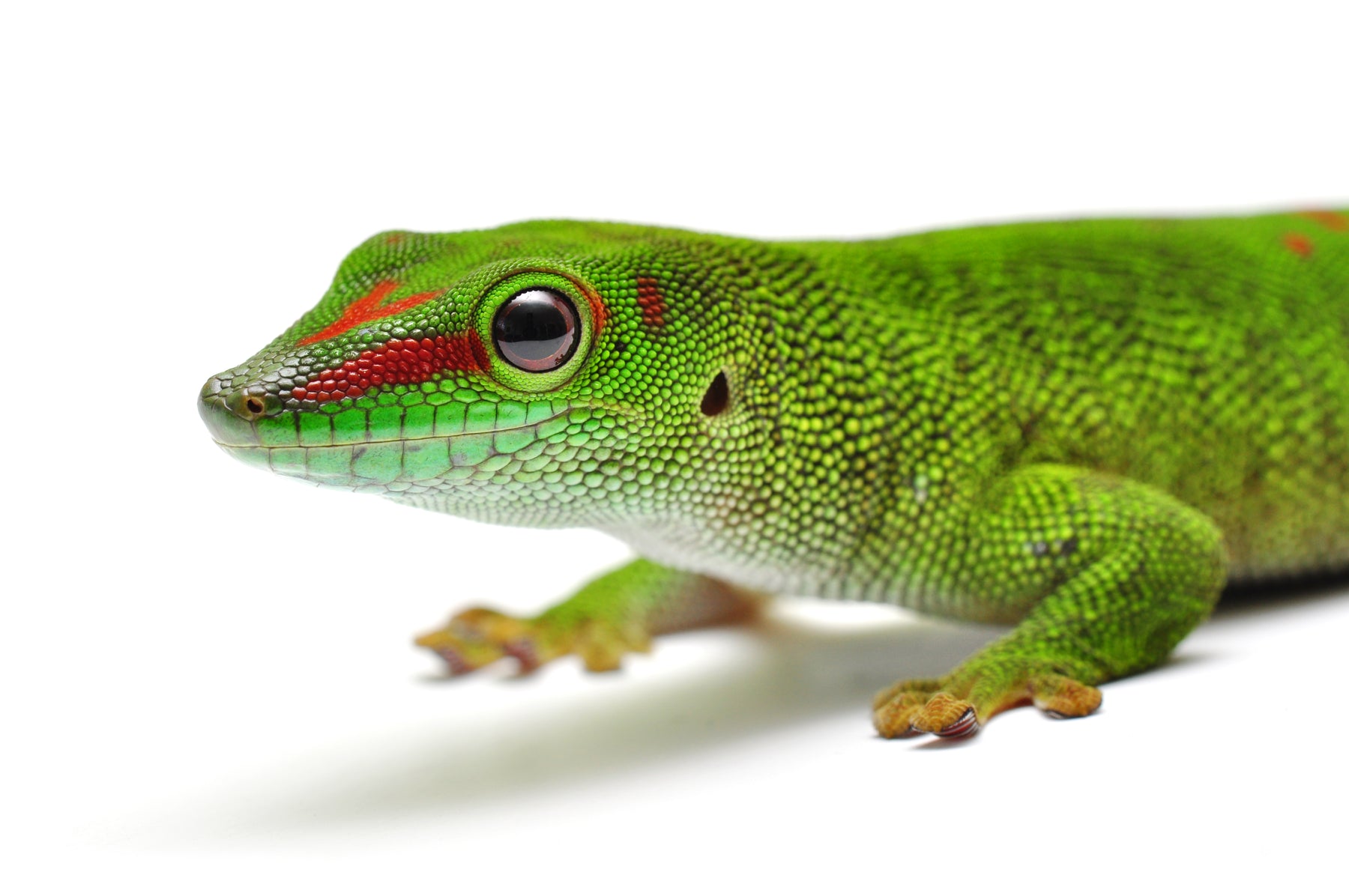 How to Care for Your Giant Day Gecko