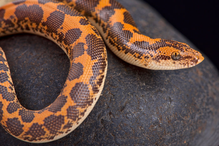 How to Care for Your Kenyan Sand Boa