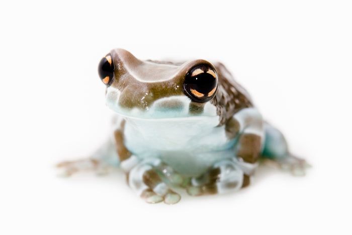 How to Care for Your Amazon Milk Frog