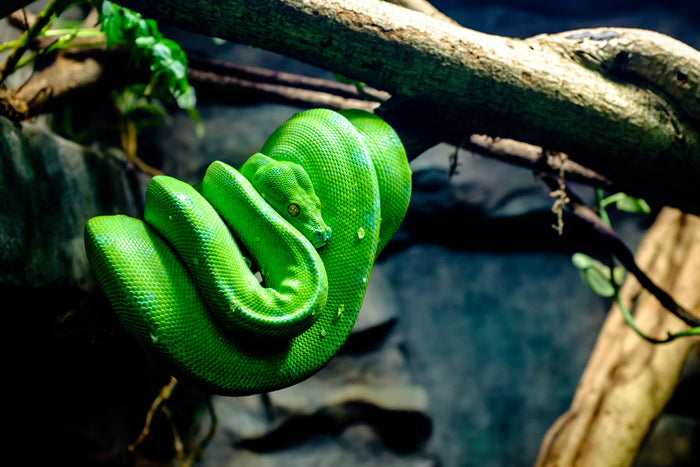 How to Care for Your Green Tree Python