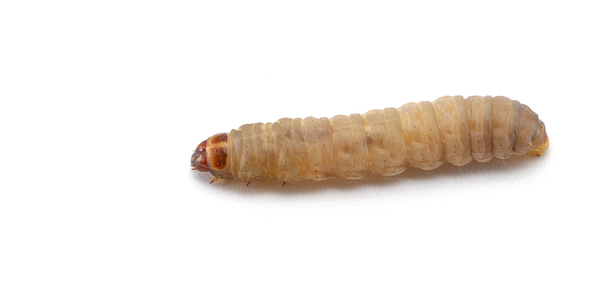 Frequently Asked Questions - FAQ Waxworms