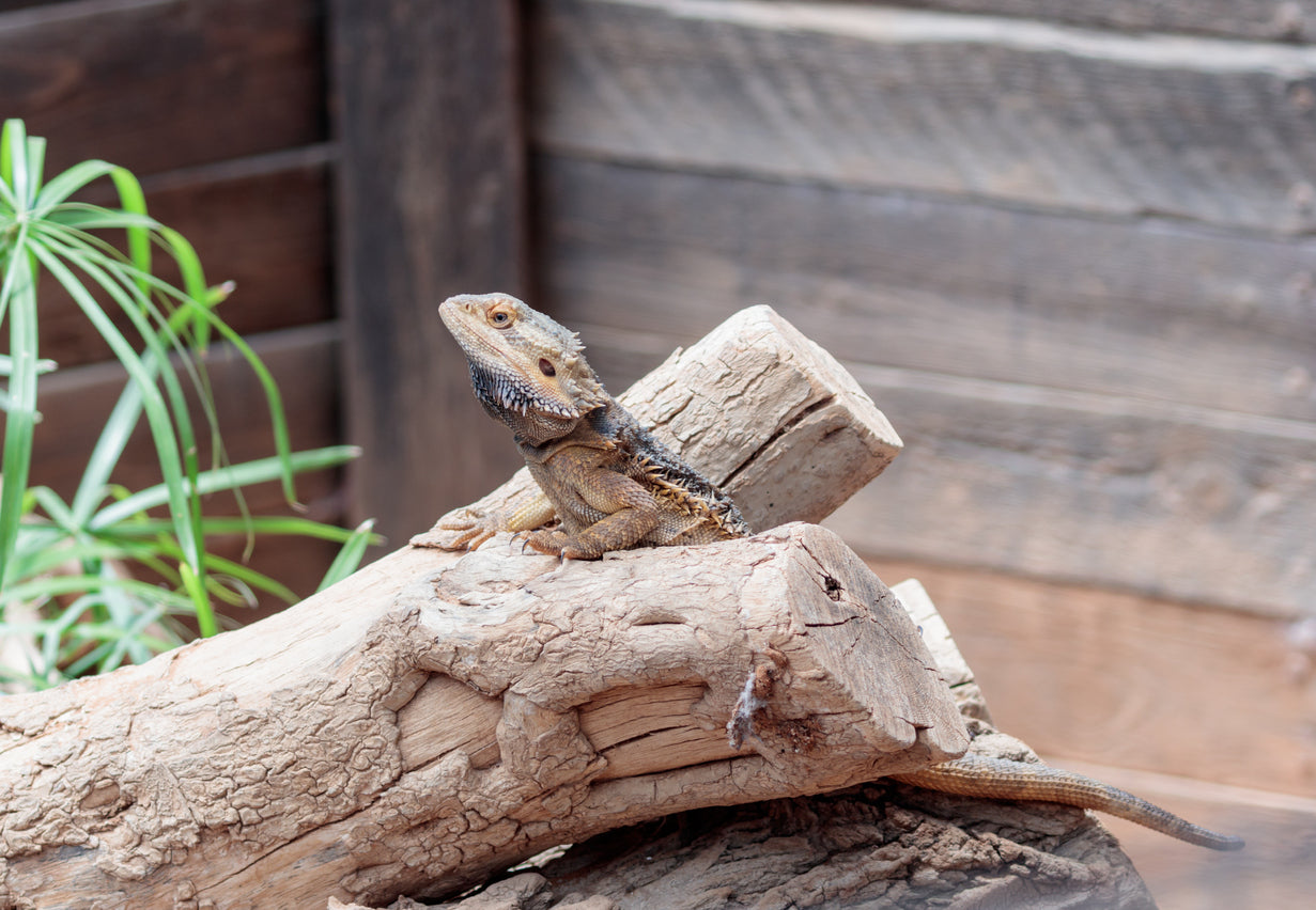 When Do I Clean My Bearded Dragon’s Tank?